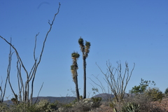 Yucca valida
