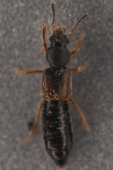 Bledius