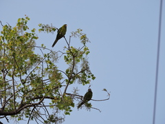 Psittacara holochlorus