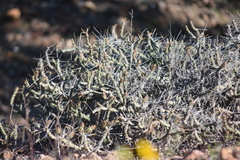 Cylindropuntia tesajo