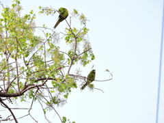 Psittacara holochlorus