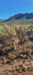 Cylindropuntia molesta