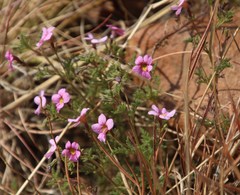 Jamesbrittenia aurantiaca
