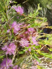 Melaleuca thymifolia