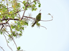 Psittacara holochlorus