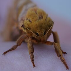 Sthenopis purpurascens