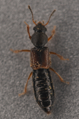Bledius