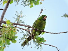 Psittacara holochlorus