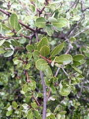 Quercus pacifica