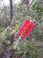 Melaleuca citrina