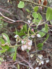 Arctostaphylos insularis