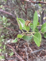 Arctostaphylos insularis