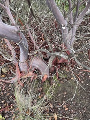 Arctostaphylos insularis