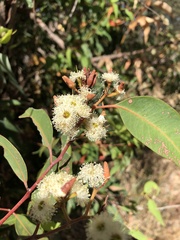 Eucalyptus marginata