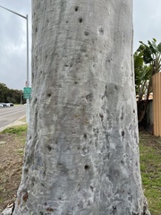 Corymbia citriodora