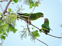 Psittacara holochlorus