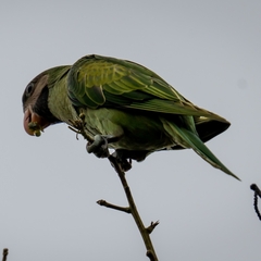 Psittacula alexandri