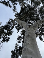 Corymbia citriodora