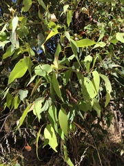 Eucalyptus marginata