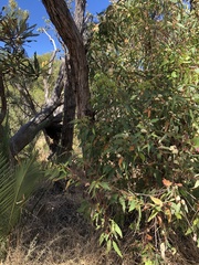 Eucalyptus marginata