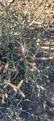 Cylindropuntia tesajo