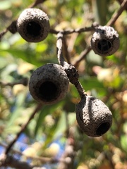 Eucalyptus marginata