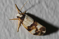 Philenora aspectalella