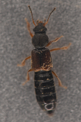Bledius