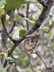 Stamnodes coenonymphata