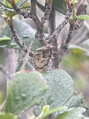 Stamnodes coenonymphata