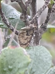 Stamnodes coenonymphata