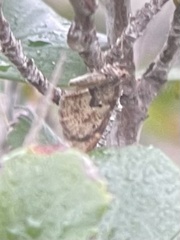 Stamnodes coenonymphata