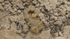 Mesobuthus phillipsi