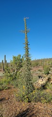Fouquieria columnaris