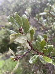 Quercus pacifica