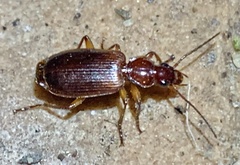 Cymindis