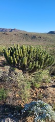Myrtillocactus cochal