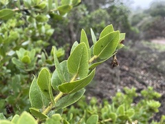 Arctostaphylos viridissima