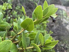 Arctostaphylos viridissima