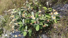 Pachystegia insignis