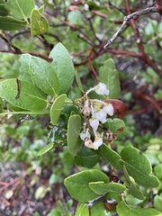 Arctostaphylos viridissima