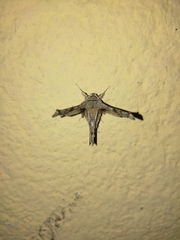 Apochima flabellaria