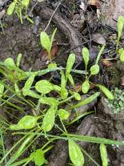 Claytonia perfoliata