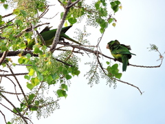 Psittacara holochlorus