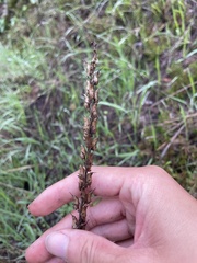 Sairocarpus