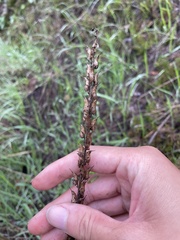 Sairocarpus