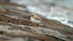 Charadrius peronii