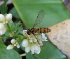 Episyrphus