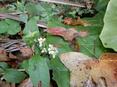 Episyrphus