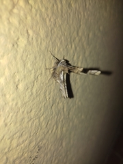 Apochima flabellaria